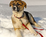 Собаки в Чехове: Красавица Лала (Ива) в самые добрые руки Девочка, Бесплатно - фото 4