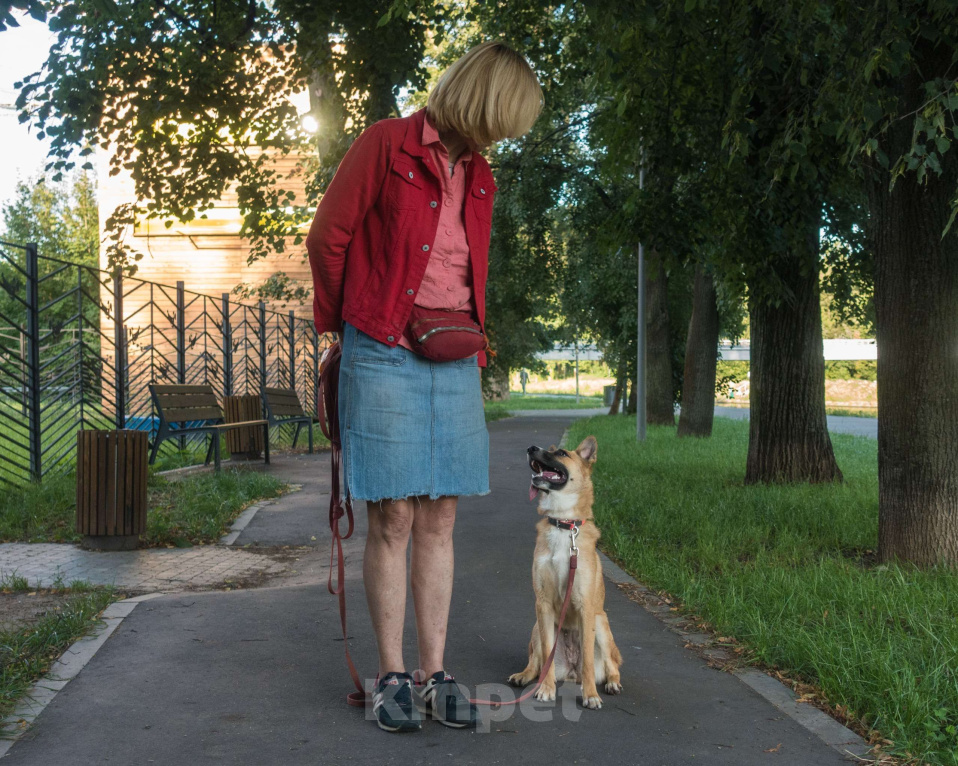 Собаки в Москве: Анфиса в дрбрые руки Девочка, Бесплатно - фото 5