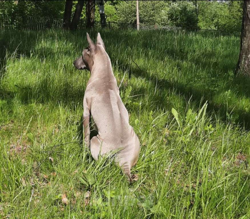 Собаки в Санкт-Петербурге: Щенок _ риджбек Девочка, Бесплатно - фото 6