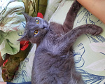Кошки в Набережных Челнах: Отдам в добрые руки  кота  Мальчик, 1 руб. - фото 5