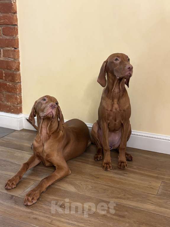 Собаки в Москве: Хью  Мальчик, Бесплатно - фото 5