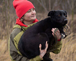 Собаки в Москве: Черника ищет свой дом  Девочка, Бесплатно - фото 7