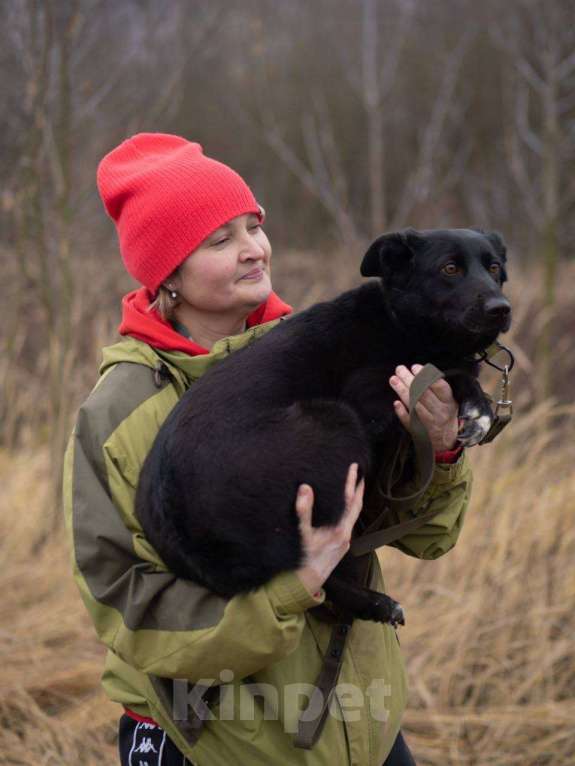 Собаки в Москве: Черника ищет свой дом  Девочка, Бесплатно - фото 7