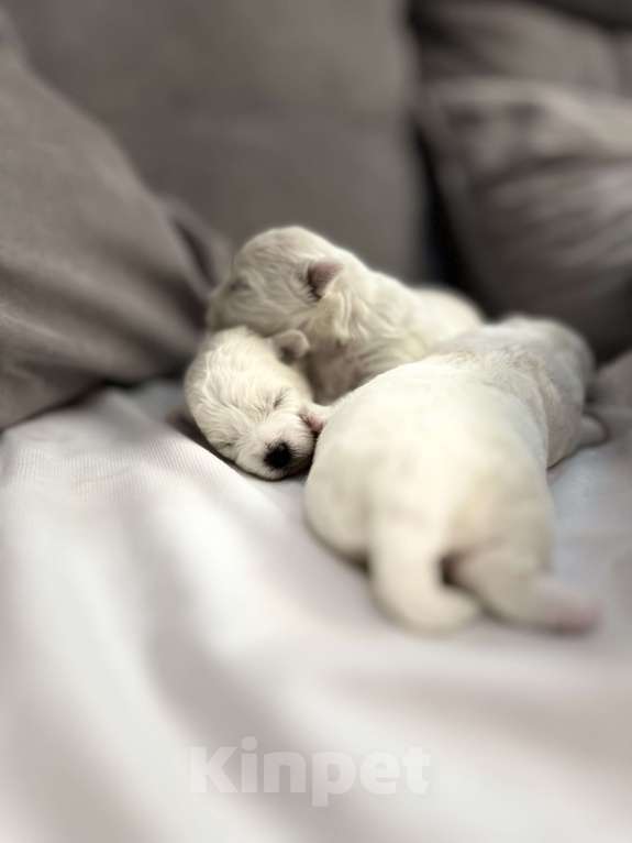 Собаки в Москве: Щенки бишон фризе Мальчик, 100 000 руб. - фото 2