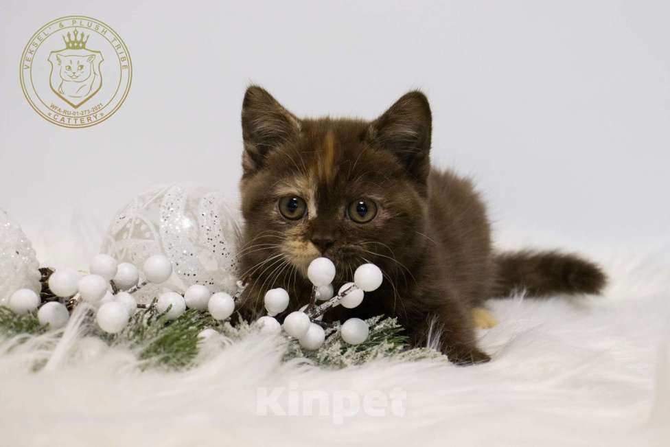 Кошки в Люберцах: Британский котенок Девочка, 50 000 руб. - фото 4