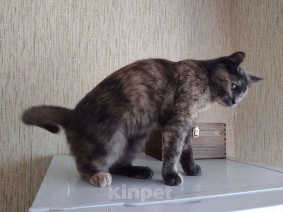 Кошки в других городах Ярославской области: Девочка Туча ищет маму и папу Девочка, Бесплатно - фото 2