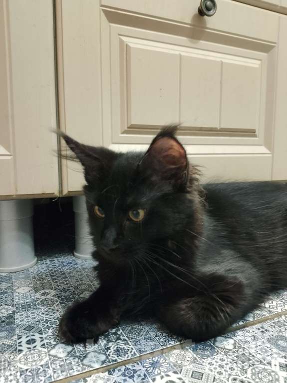 Кошки в Майкопе: Мейн-кун мальчик Мальчик, 25 000 руб. - фото 2