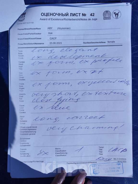 Кошки в Ставрополе: Кошечка Аби elegant pet Девочка, 45 000 руб. - фото 4