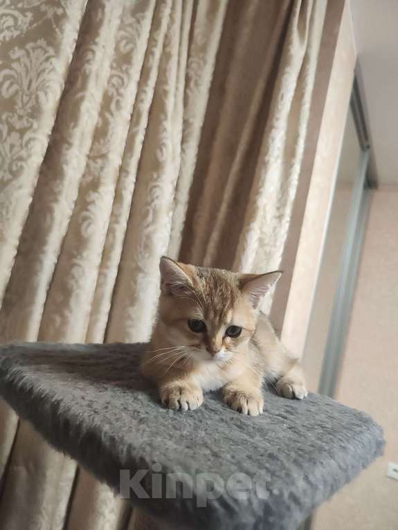 Кошки в Балашихе: Котята шотландская золотая шиншилла Мальчик, 9 000 руб. - фото 1