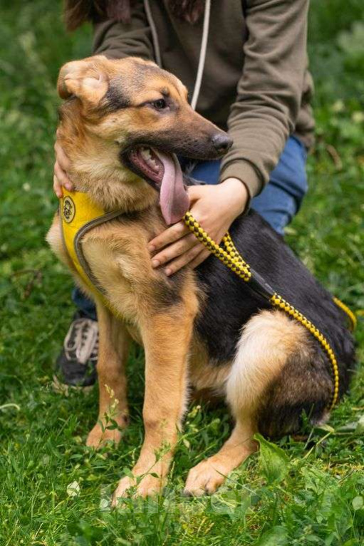 Собаки в Москве: Брусника Девочка, Бесплатно - фото 3