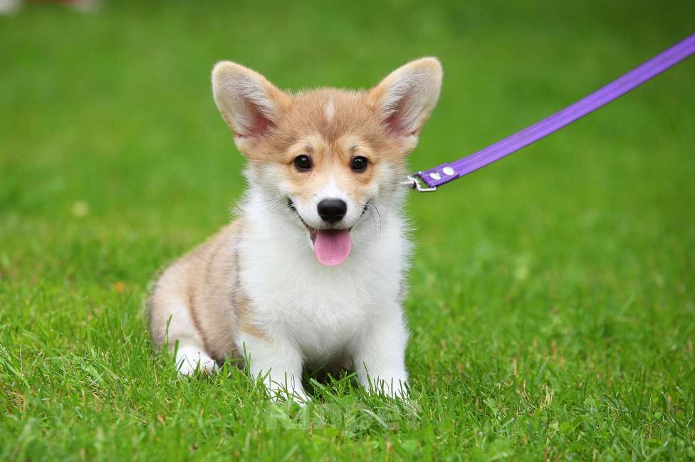 Собаки в Москве: Вельш корги пемброк мальчик Мальчик, 45 000 руб. - фото 2