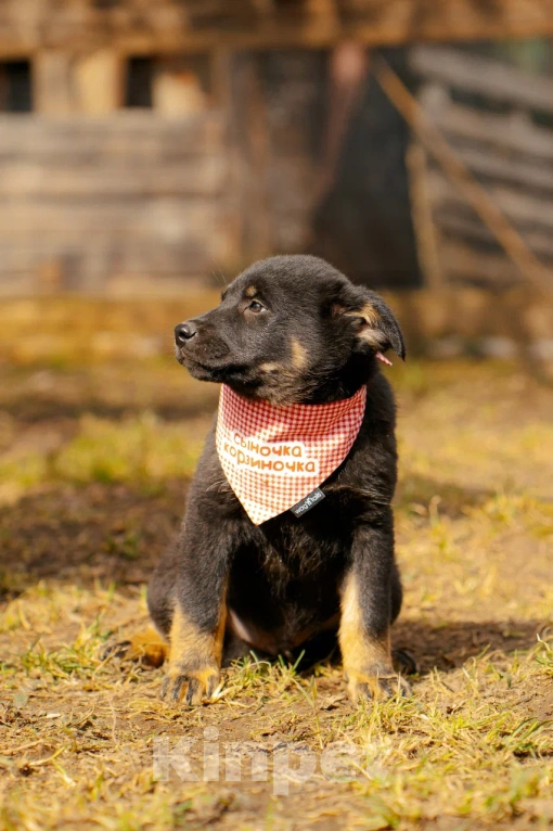 Собаки в Красногорске: Щенок мальчик Юджин 2 месяца Мальчик, Бесплатно - фото 2