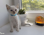 Кошки в Москве: Шотландский прямоухий короткошёрстный котёнок Мальчик, 15 000 руб. - фото 5