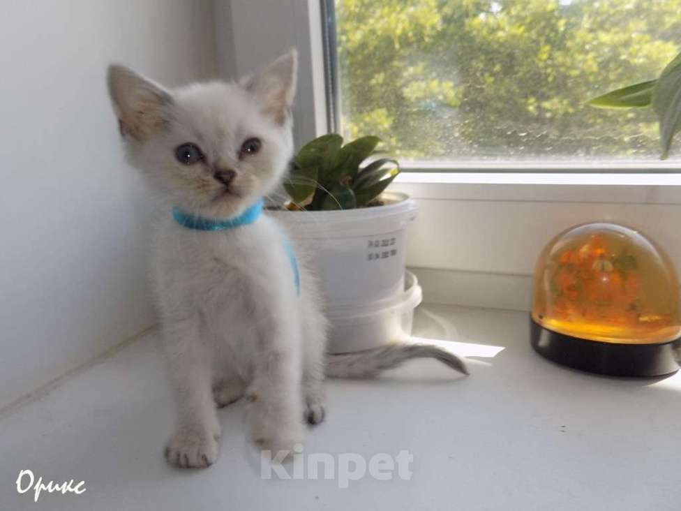 Кошки в Москве: Шотландский прямоухий короткошёрстный котёнок Мальчик, 15 000 руб. - фото 5
