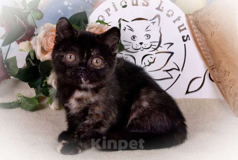 Кошки в Санкт-Петербурге: Британская малышка черепахового окраса (ген.тиккирована) Девочка, 50 000 руб. - фото 4