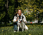 Собаки в Москве: Собака в добрые руки Мальчик, Бесплатно - фото 3