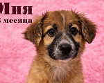 Собаки в Москве: Малышка Мия ищет дом Девочка, Бесплатно - фото 1