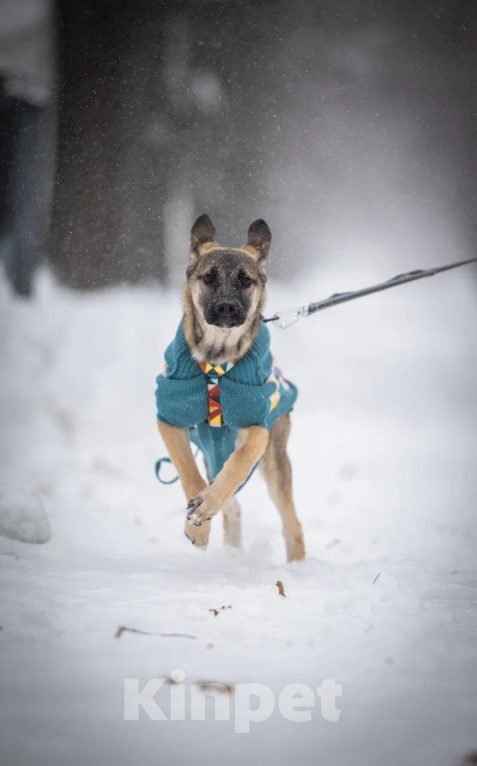 Собаки в Балашихе: Щенок Барни в добрые руки Мальчик, Бесплатно - фото 1