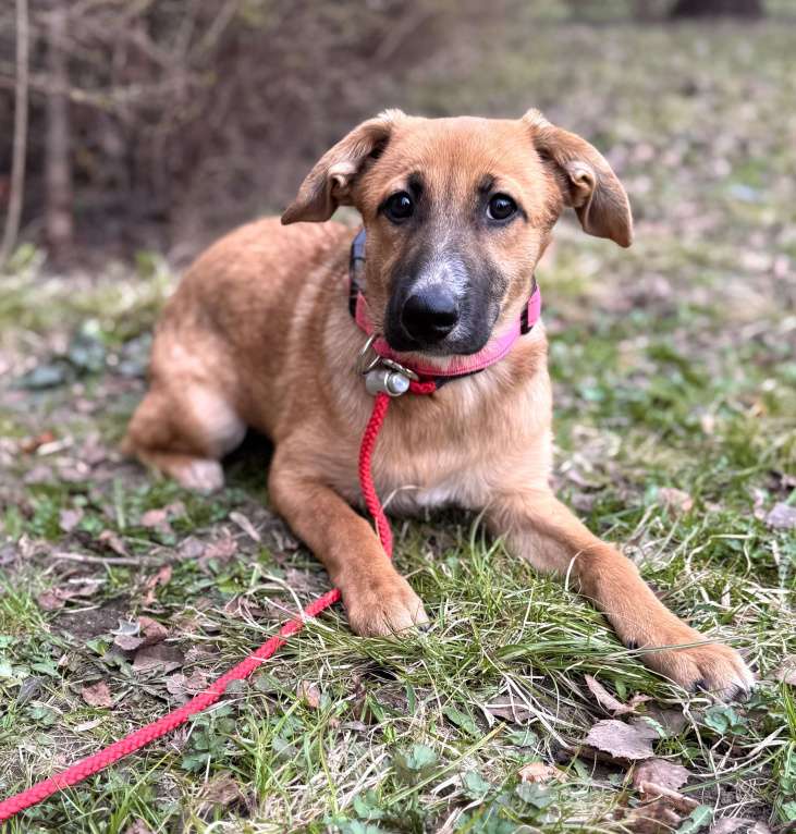 Собаки в Москве: Щенок Минди ищет дом Девочка, Бесплатно - фото 1