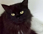 Кошки в Москве: Пушистая черная кошечка ищет дом Девочка, Бесплатно - фото 5