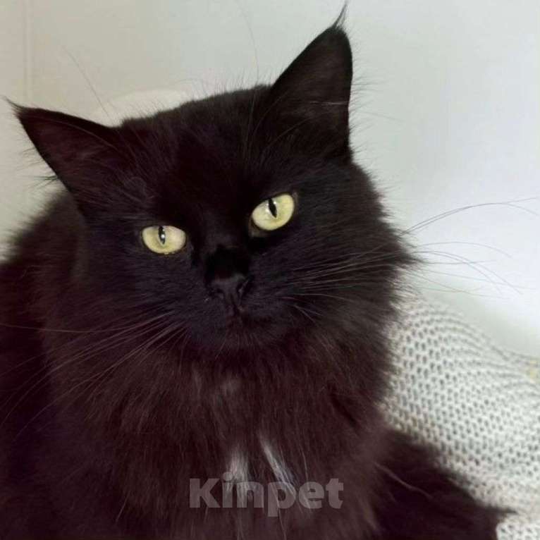 Кошки в Москве: Пушистая черная кошечка ищет дом Девочка, Бесплатно - фото 5