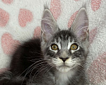 Кошки в Дмитрове: Черный серебристый мраморный мальчик мейн кун Zhan Мальчик, 40 000 руб. - фото 1