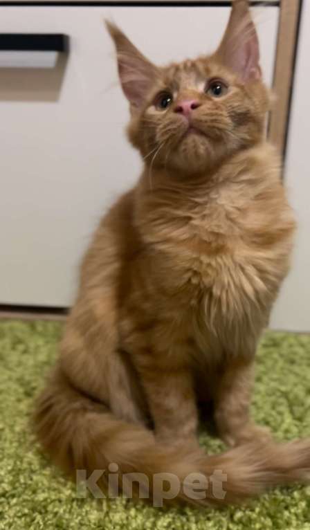 Кошки в Москве: Рыжий котенок Мальчик, 45 000 руб. - фото 7