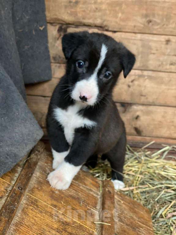 Кошки в Москве: Очаровательные малышки - сестрёнки  ищут дом! Девочка, Бесплатно - фото 5