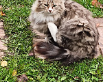 Кошки в Приозерске: Кошечка в добрые руки Девочка, Бесплатно - фото 1