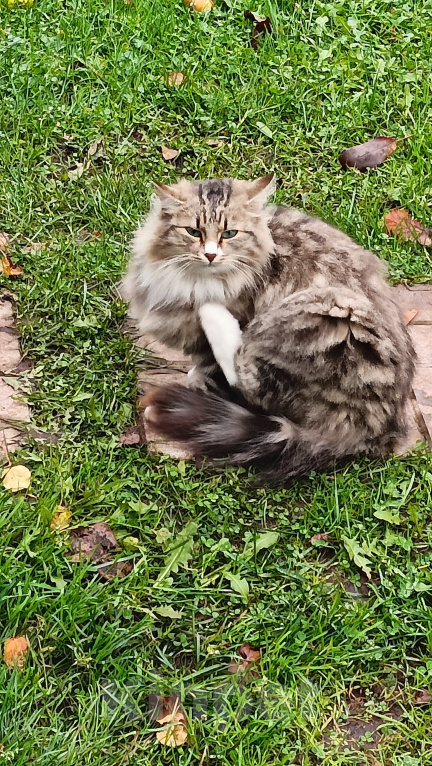 Кошки в Приозерске: Кошечка в добрые руки Девочка, Бесплатно - фото 1