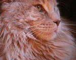 Кошки в Мичуринске: Мейнкун на вязку.Котятки полидакты и классики, 10 000 руб. - фото 1