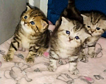 Кошки в Добрянке: ШОТЛАНДСКИЕ КОТЯТА, 5 000 руб. - фото 2