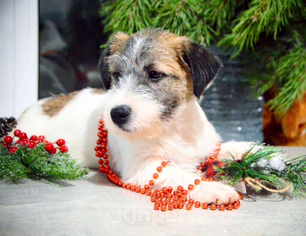 Собаки в Москве: Девочка Джек Рассел терьер  Девочка, 65 000 руб. - фото 6