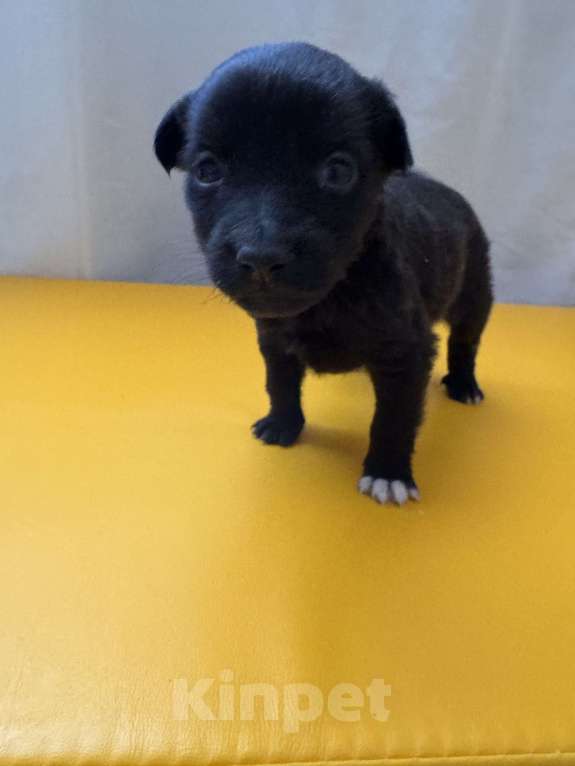 Собаки в Москве: Гришенька ищет родителей Мальчик, Бесплатно - фото 5