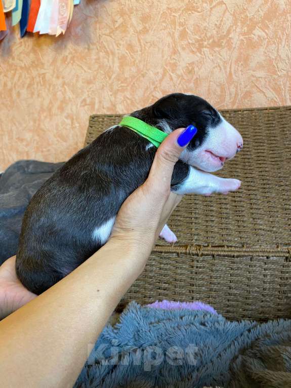 Собаки в Москве: Очень перспективные щенки стандартного бультерьера от здоровой и красивой пары чемпионов Мальчик, 90 000 руб. - фото 7