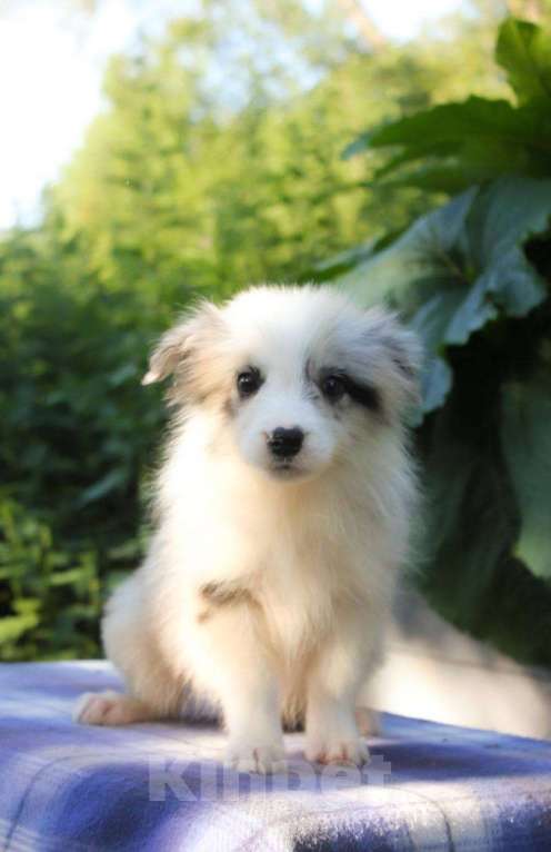 Собаки в Москве: Бордер колли щенки  Мальчик, 50 000 руб. - фото 2