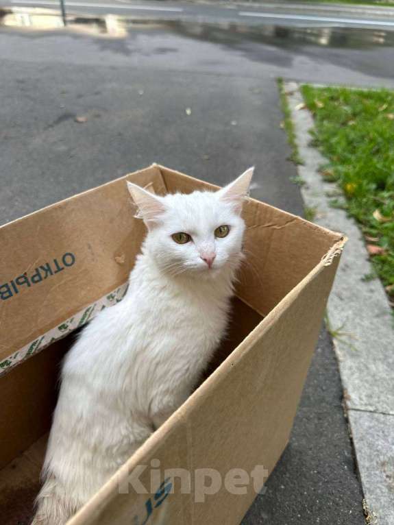 Кошки в Москве: Найдена кошка Девочка, Бесплатно - фото 1