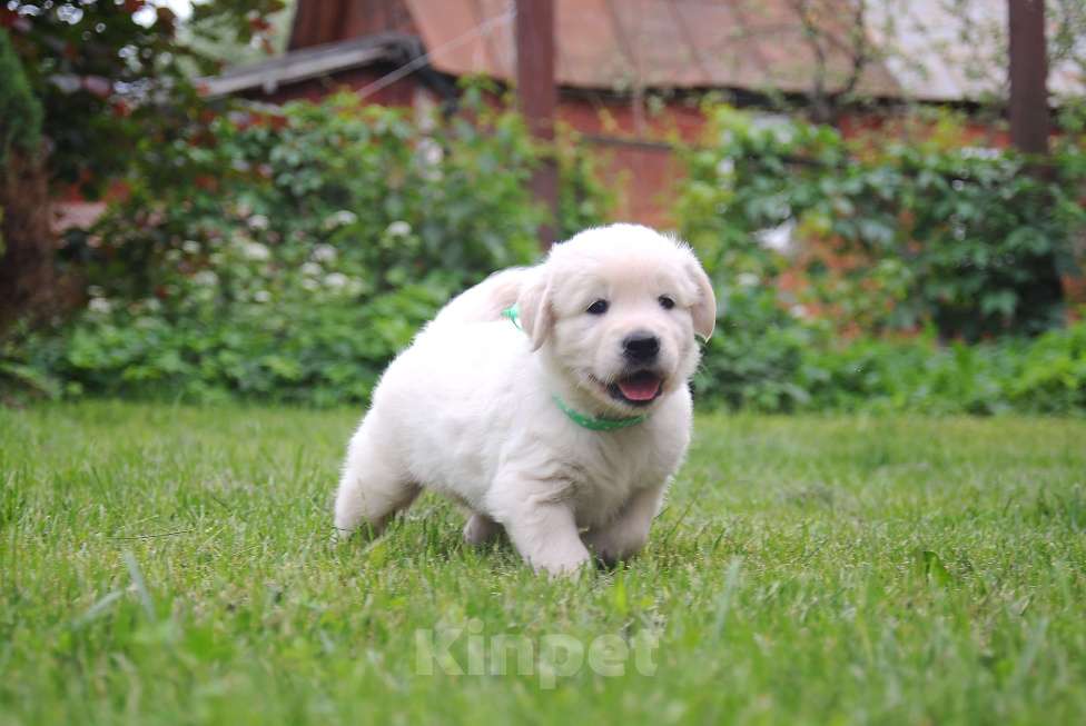 Собаки в Москве: Мальчик золотистого ретривера.  Мальчик, 80 000 руб. - фото 6