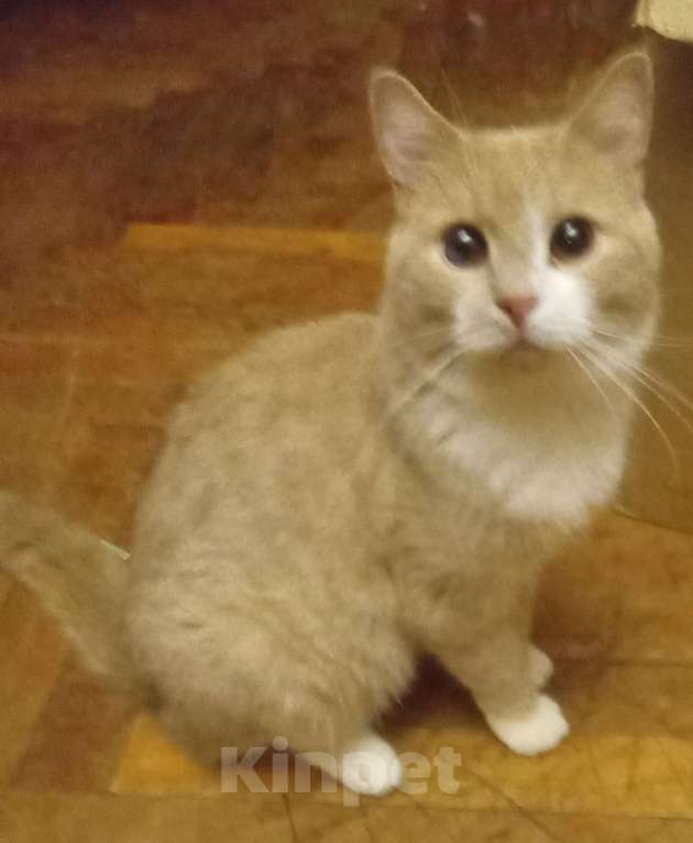 Кошки в Москве: Рыженький шотландский  котик-подросток Мальчик, Бесплатно - фото 4