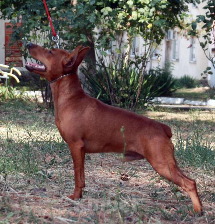 Собаки в Краснодаре: Цвергпинчер для вязок Мальчик, 20 руб. - фото 1