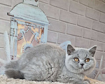 Кошки в Москве: Британские котята Девочка, 20 000 руб. - фото 2