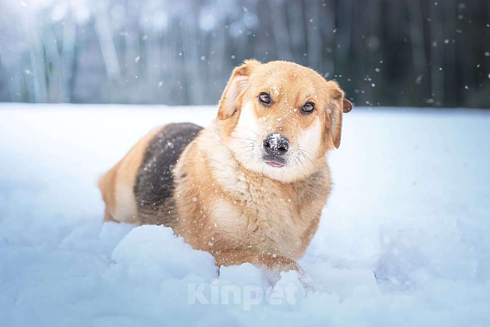 Собаки в Клине: Рэй — резвый пёсик Мальчик, Бесплатно - фото 5