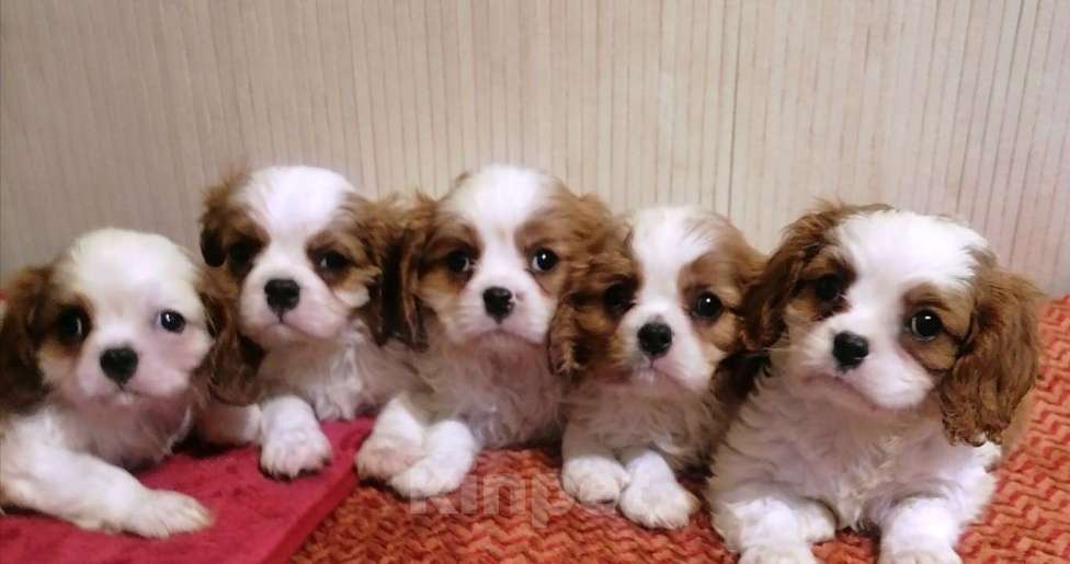 Собаки в Москве: Кавалер кинг чарльз спаниель 2,5 мес. девочки и мальчики Мальчик, 60 000 руб. - фото 3