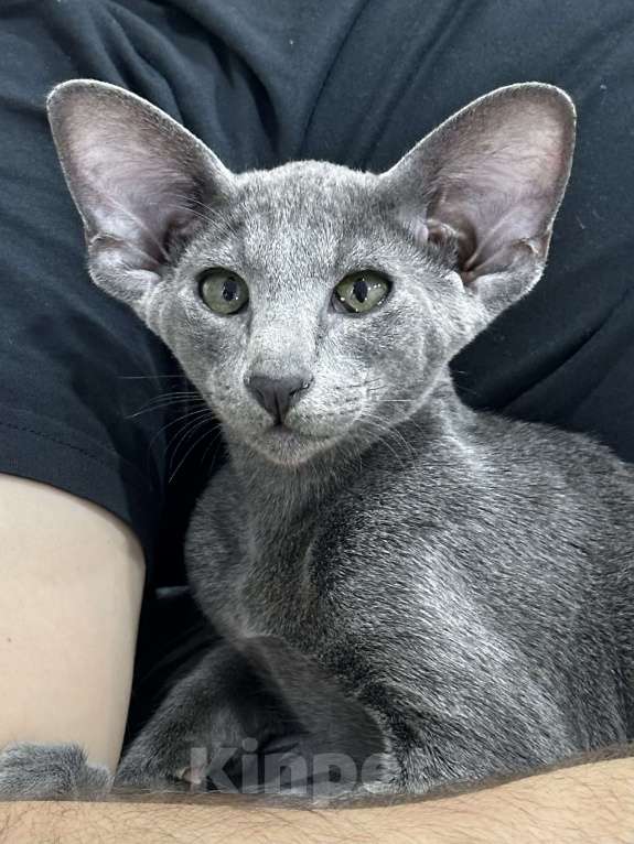 Кошки в Новосибирске: Ориентальный котенок Мальчик, 40 000 руб. - фото 1