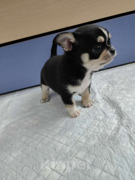 Собаки в Краснодаре: Чихуахуа Мальчик, 40 000 руб. - фото 3