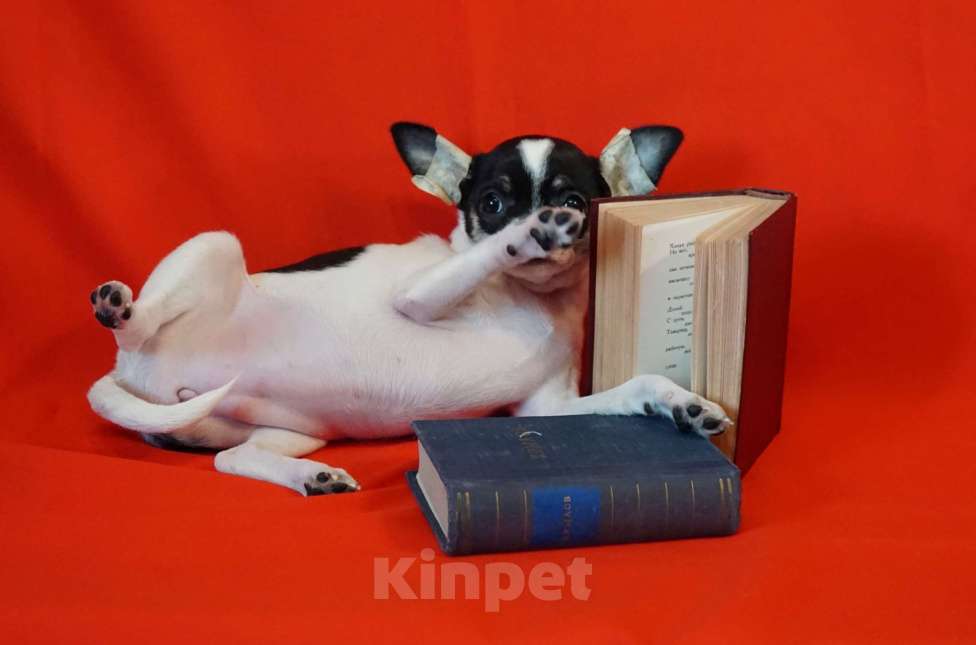 Собаки в Кудрово: Бело- черная девочка Девочка, 60 000 руб. - фото 4