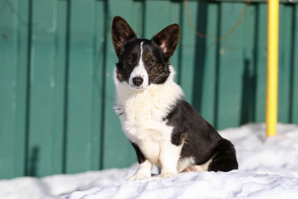 Собаки в Москве: Вельш корги кардиган- в добрые руки Девочка, Бесплатно - фото 4
