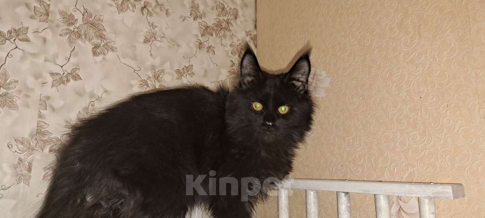 Кошки в Москве: Гигантики Девочка, Бесплатно - фото 3