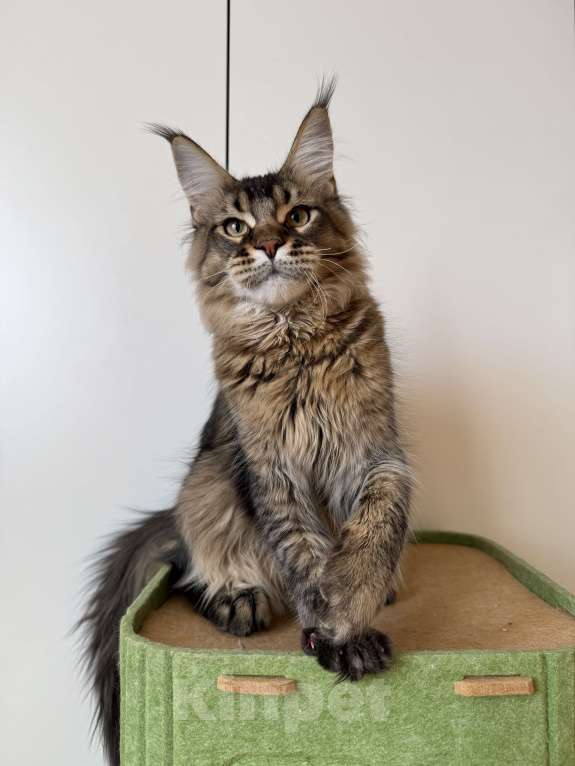 Кошки в Москве: Котенок мейн-кун Мальчик, 35 000 руб. - фото 3