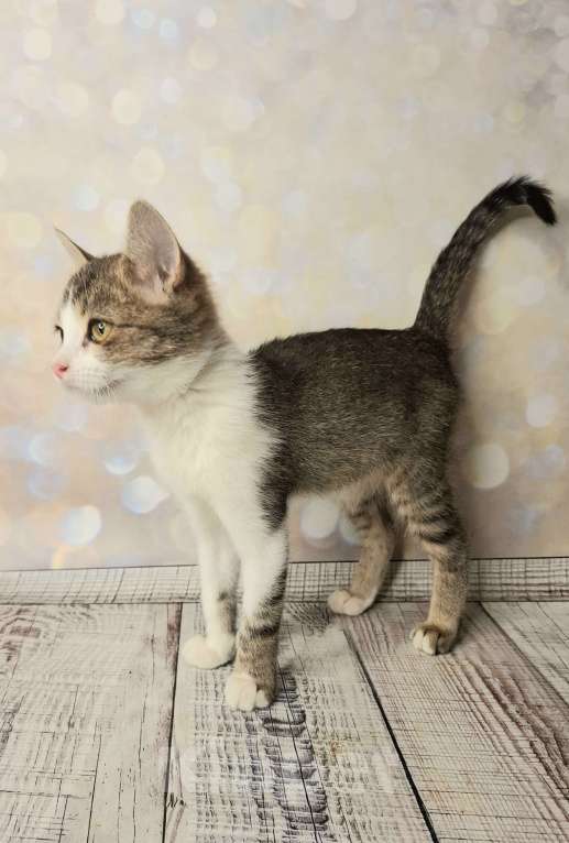 Кошки в Москве: Котёнок в добрые руки  Мальчик, Бесплатно - фото 9